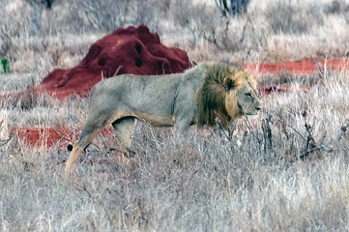 Kenia (333)